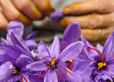 برترین روش های خشک کردن زعفران چیست؟ برترین روش های خشک کردن زعفران چیست؟
