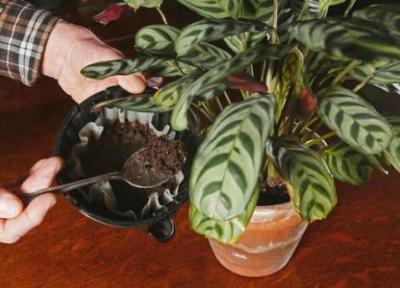 گیاهانی که قهوه دوست دارند گیاهانی که قهوه دوست دارند